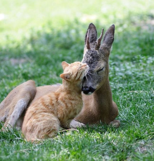  Дружба между животными  
 